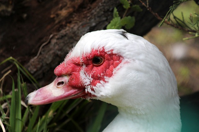 为球队提供 为球队提供